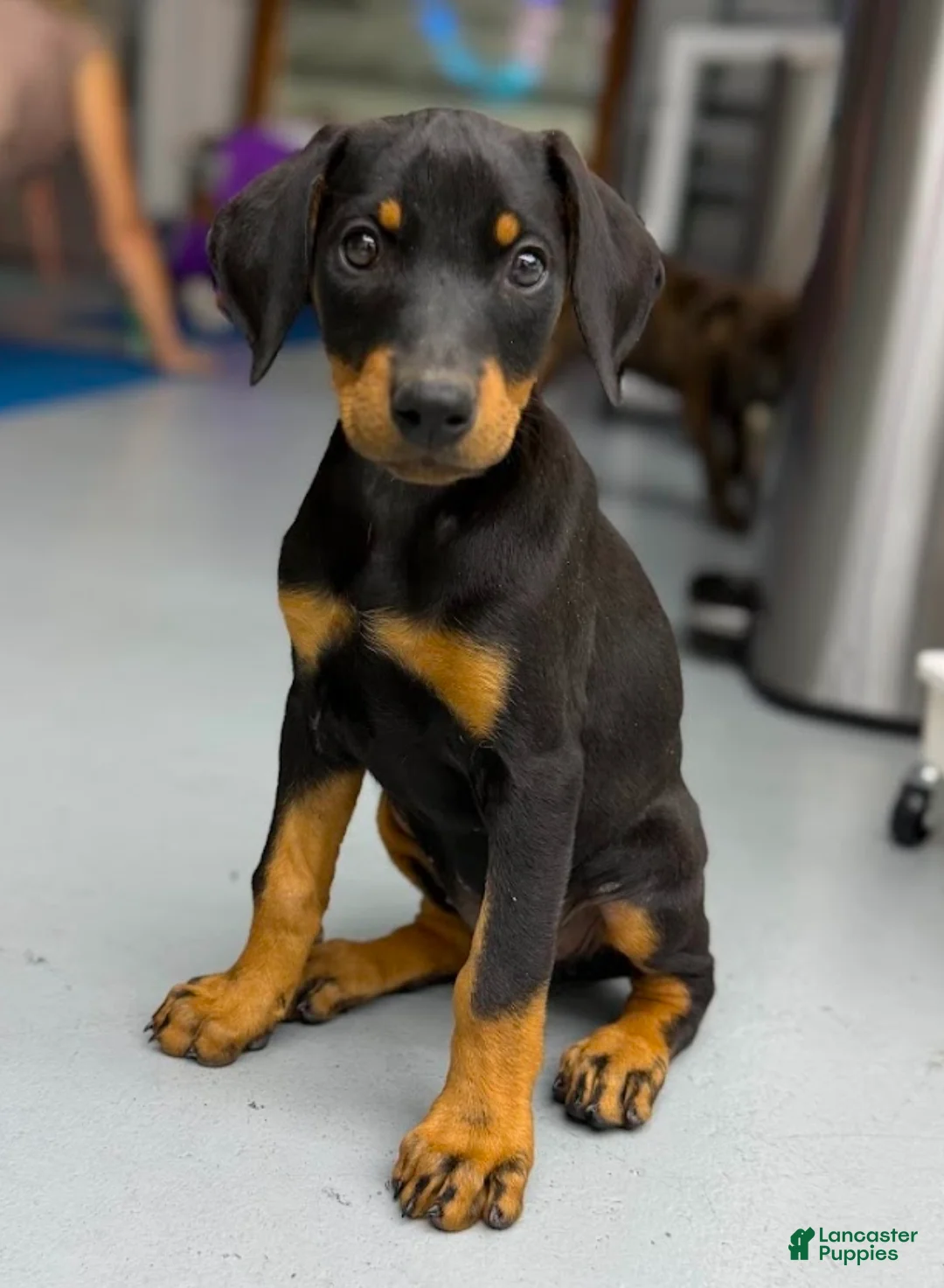 Doberman Pinscher dogs for sale: Diabla Blk F - Ad 1