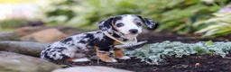Miniature Dachshund dogs for sale: Anson - Ad 4