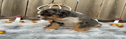 English Bulldog dogs for sale: Oreon - Ad 3