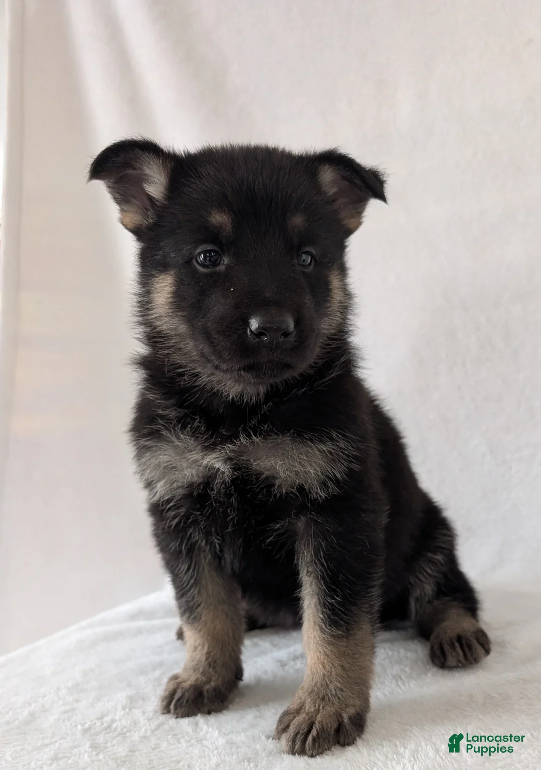 German Shepherd dogs for sale: Raina - Ad 10