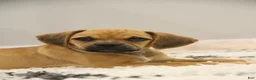 Puggle dogs for sale: Cherokee - Ad 1