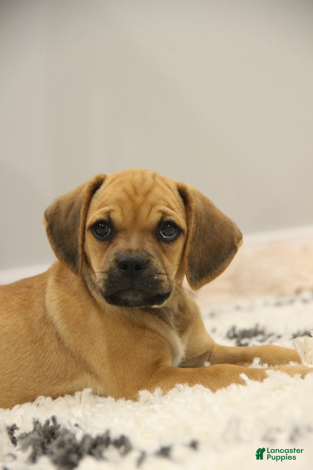 Puggle dogs for sale: Cherokee - Ad 1