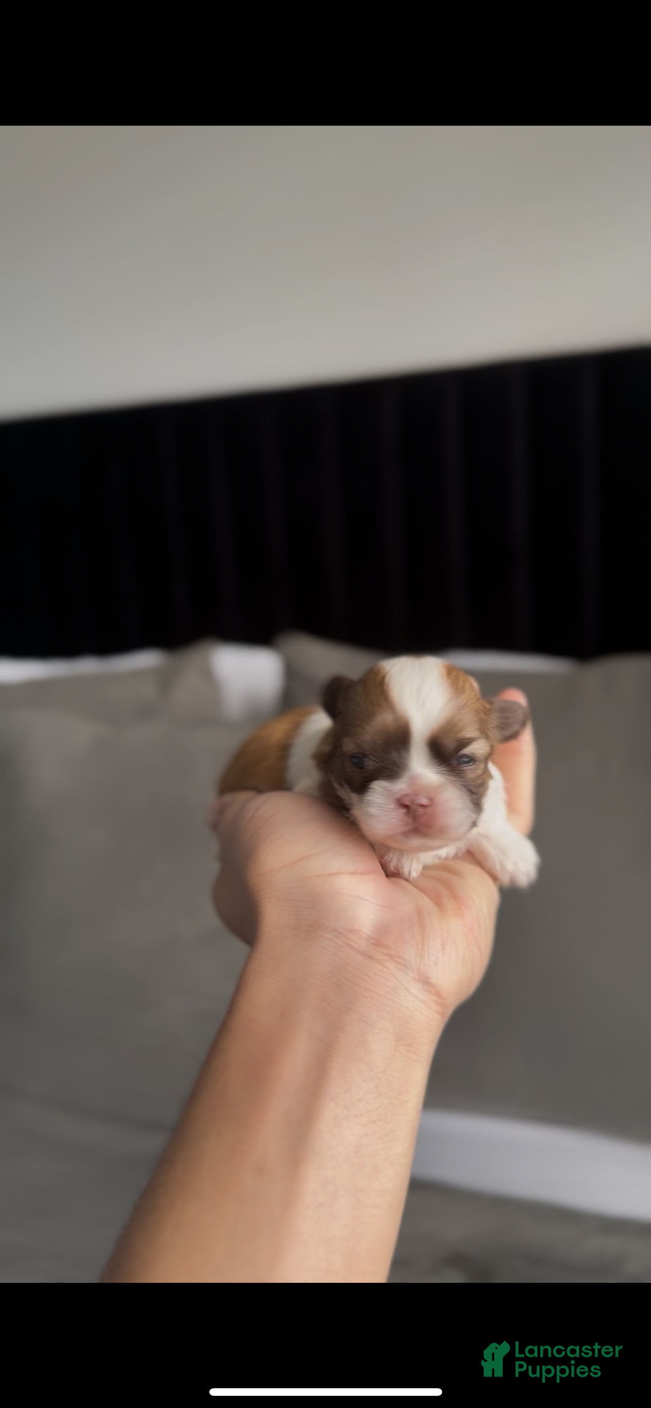 Shih Tzu dogs Shih Tzu (CUPPY) - Ad 31