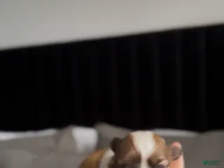 Shih Tzu dogs Shih Tzu (CUPPY) - Ad 31