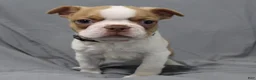 Boston Terrier dogs for sale: Dusty - Ad 7