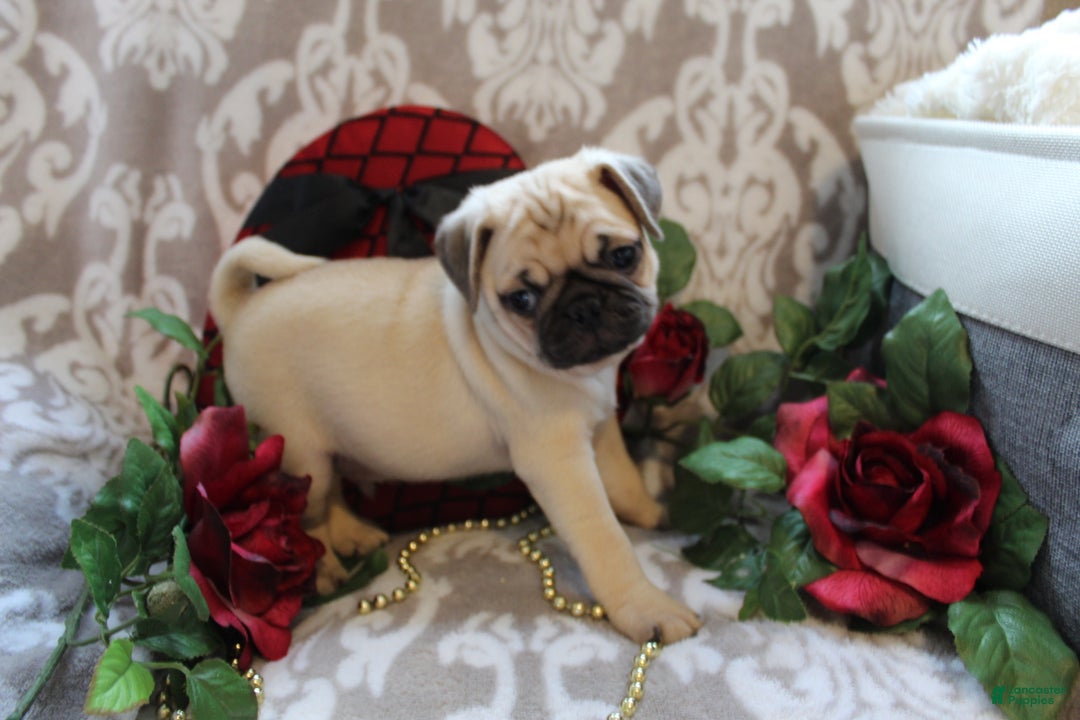 Pug dogs for sale: Casey - Ad 2