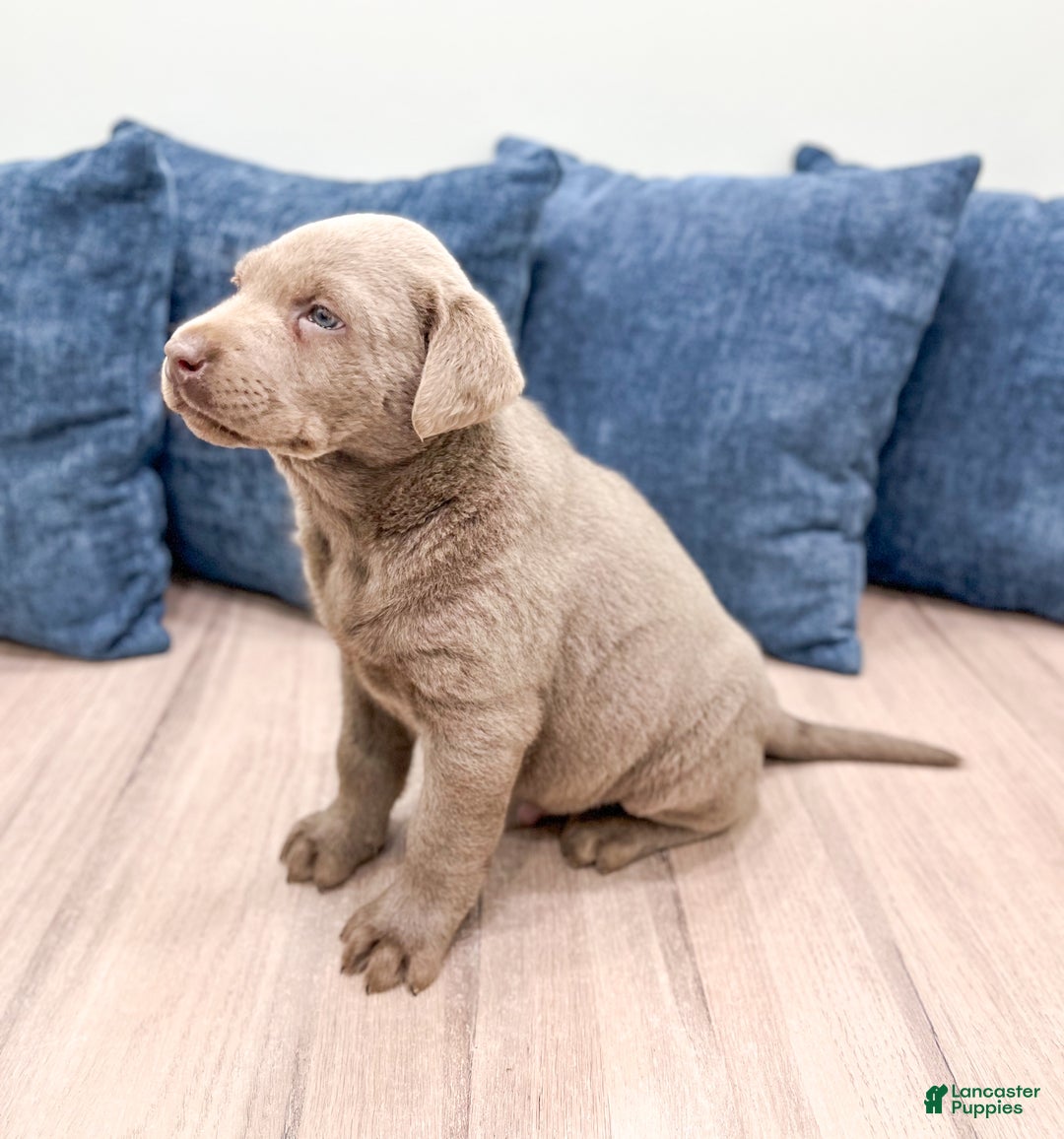Labrador Retriever dogs for sale: Shadow - Ad 4