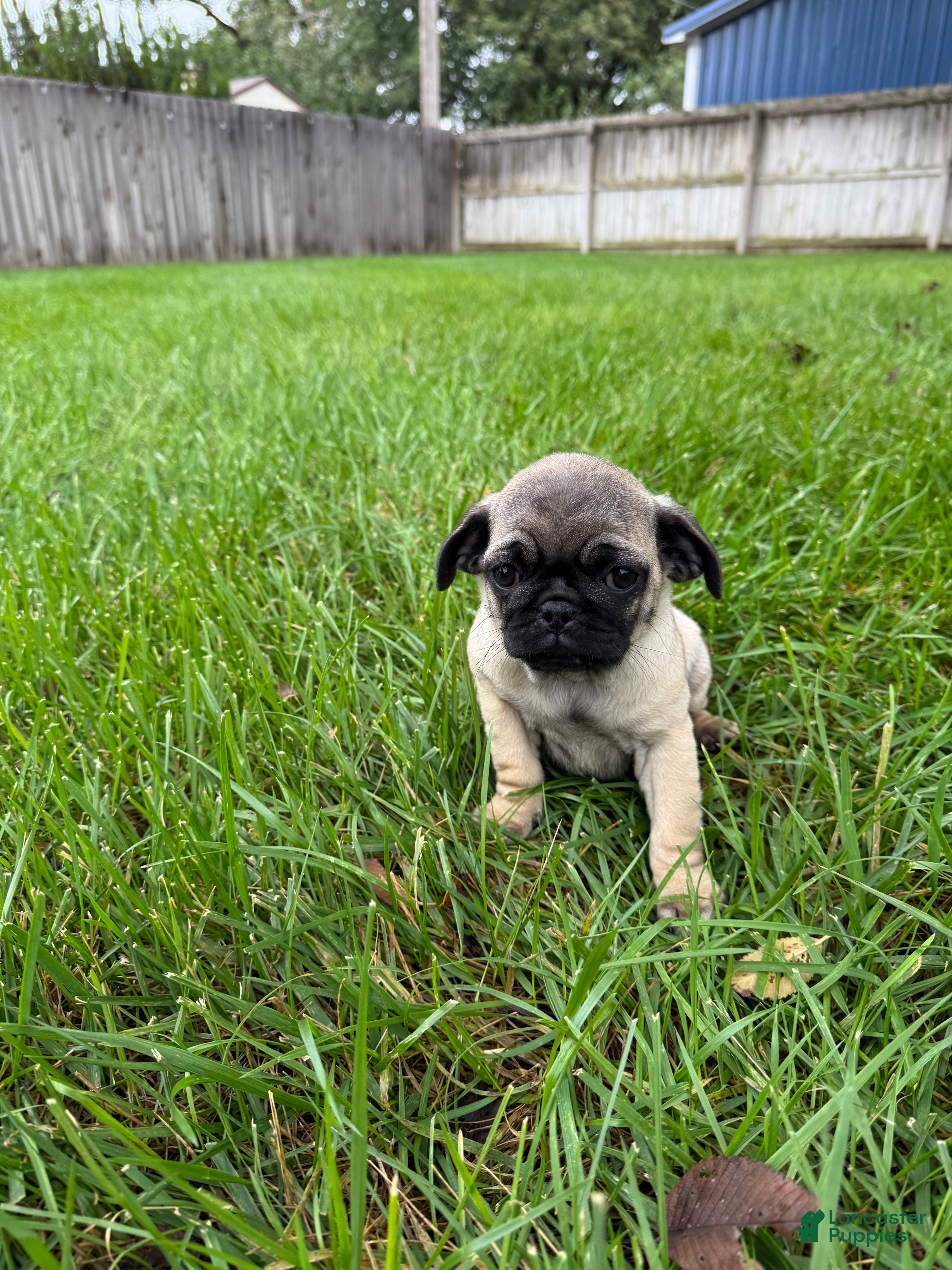 Pug dogs for sale: AKC, Cookie - Ad 1