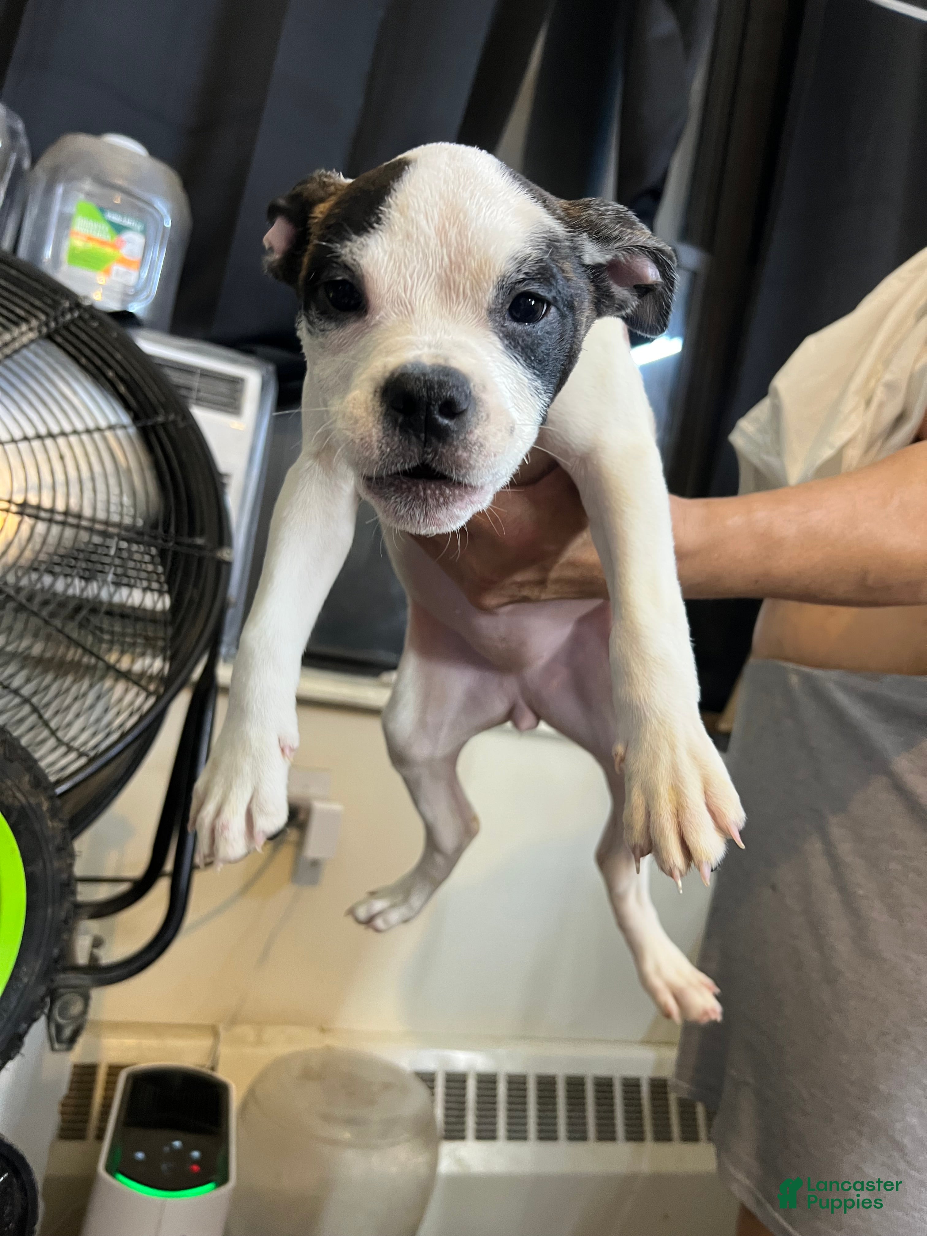 American Bully dogs American Bully Puppy 1 FEMALE White - Ad 34