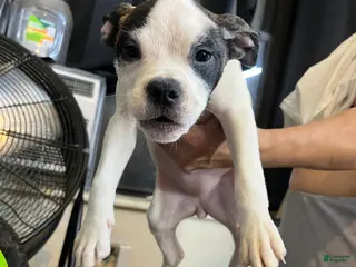 American Bully dogs American Bully Puppy 1 FEMALE White - Ad 34