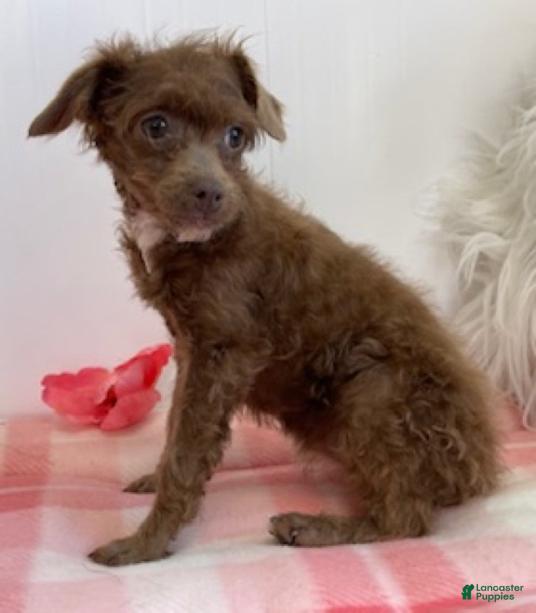 Toy Poodle dogs for sale: Sally - Ad 4