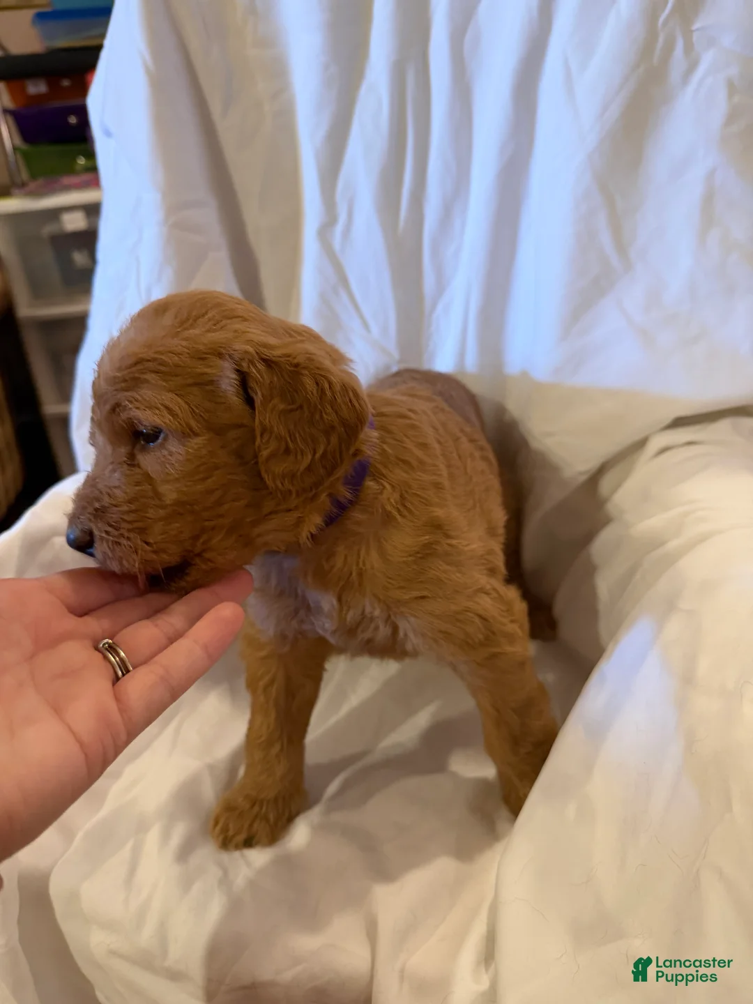 Labradoodle dogs for sale: Labradoodle Purple - Ad 2