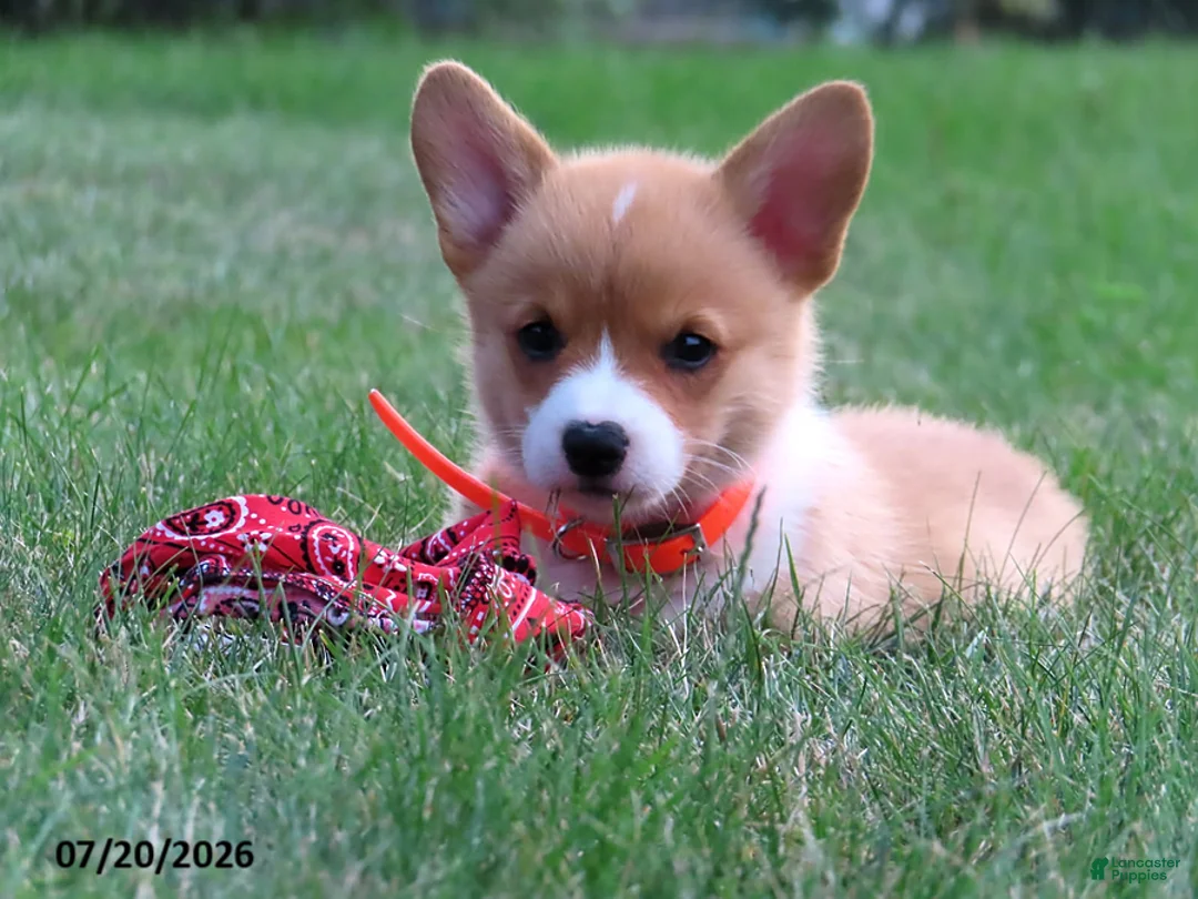 Welsh Corgi Pembroke dogs for sale: Theo - Ad 1