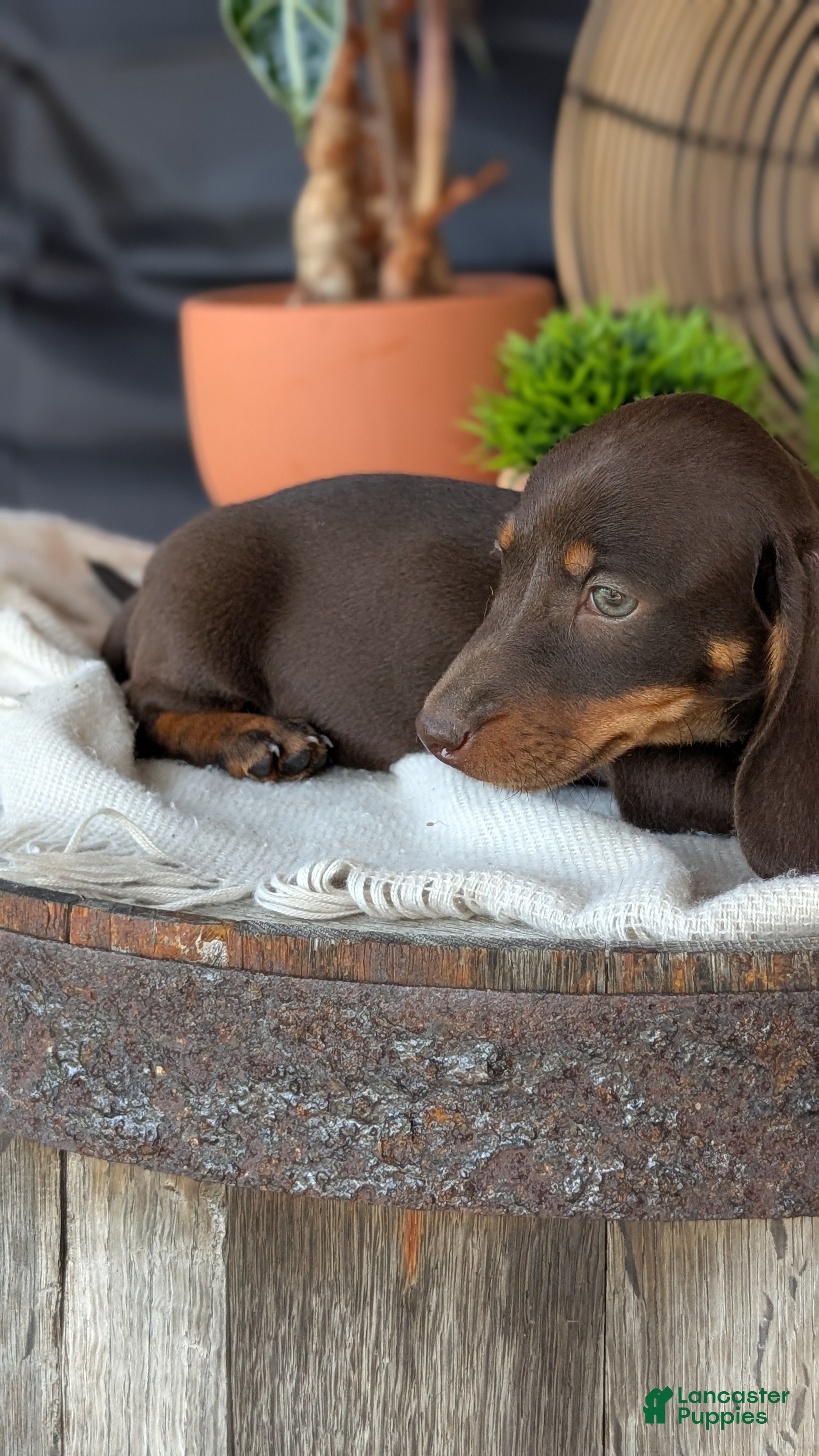 Miniature Dachshund dogs Xander - Ad 2