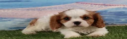 Cavalier King Charles Spaniel dogs for sale: Simon - Ad 7