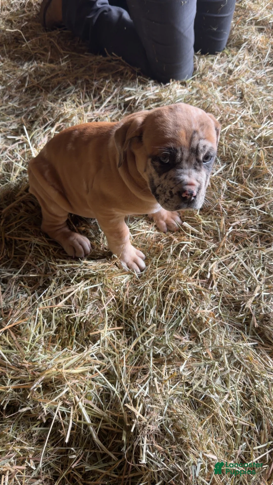 English Mastiff dogs for sale: English Mastiff Puppy 5 - Ad 4