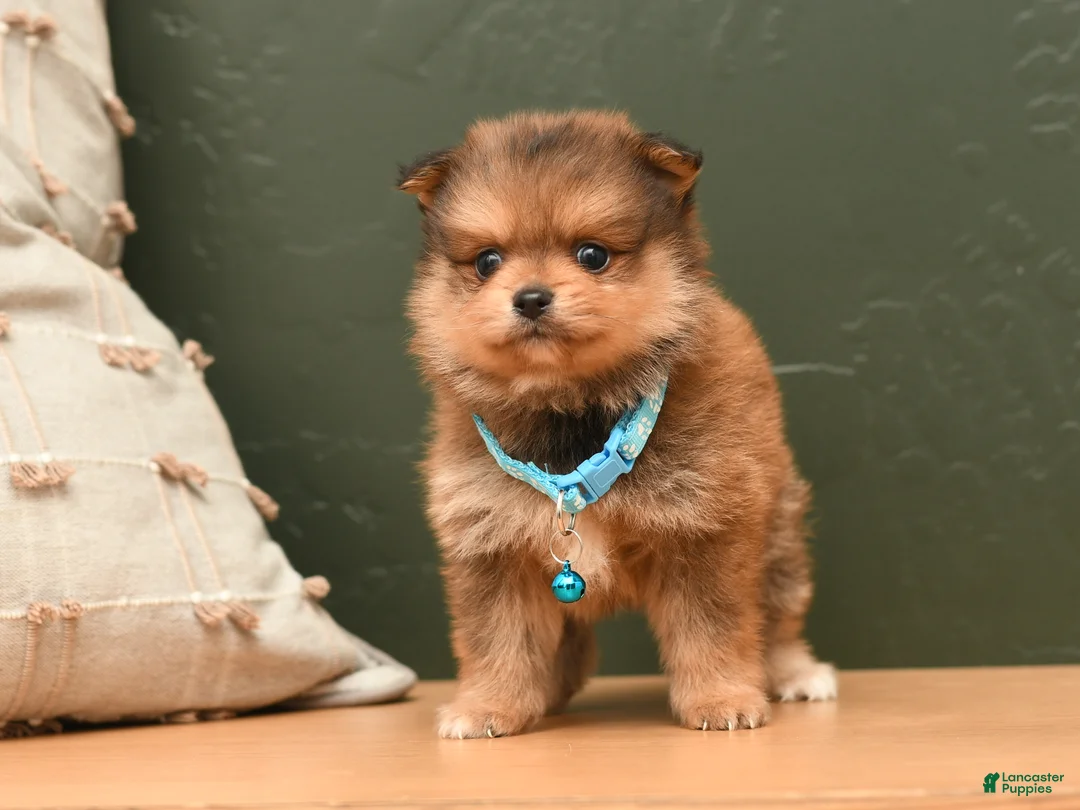 Pomeranian dogs for sale: Theo - Ad 2