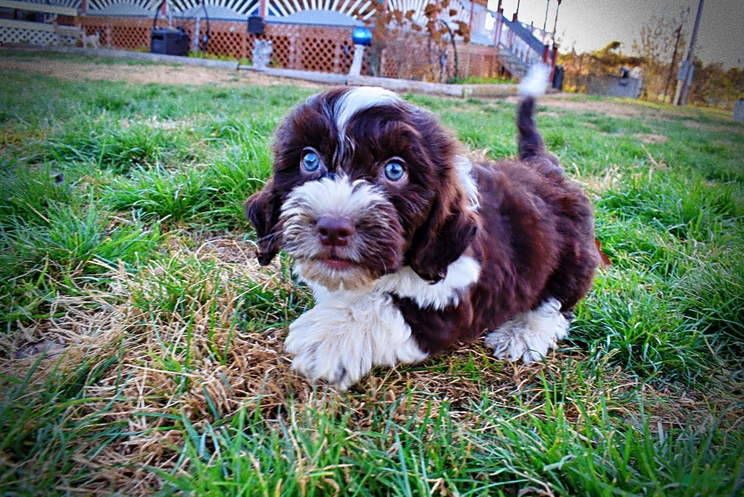 Havapoo dogs for sale: Pilot - Ad 7