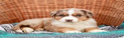 Australian Shepherd dogs for sale: Sparkles - Ad 3