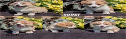 Welsh Corgi Pembroke dogs for sale: Nadia - Ad 12