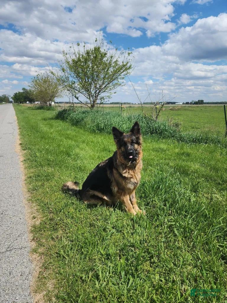 German Shepherd dogs Blueberry  - Ad 2