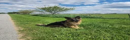 German Shepherd dogs for sale: Licorice - Ad 3