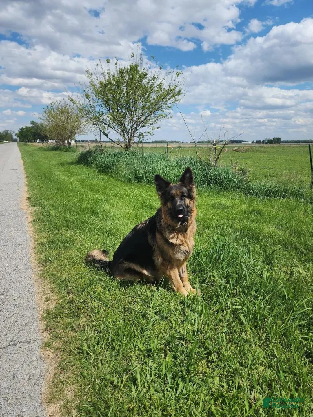 German Shepherd dogs for sale: Blueberry  - Ad 2