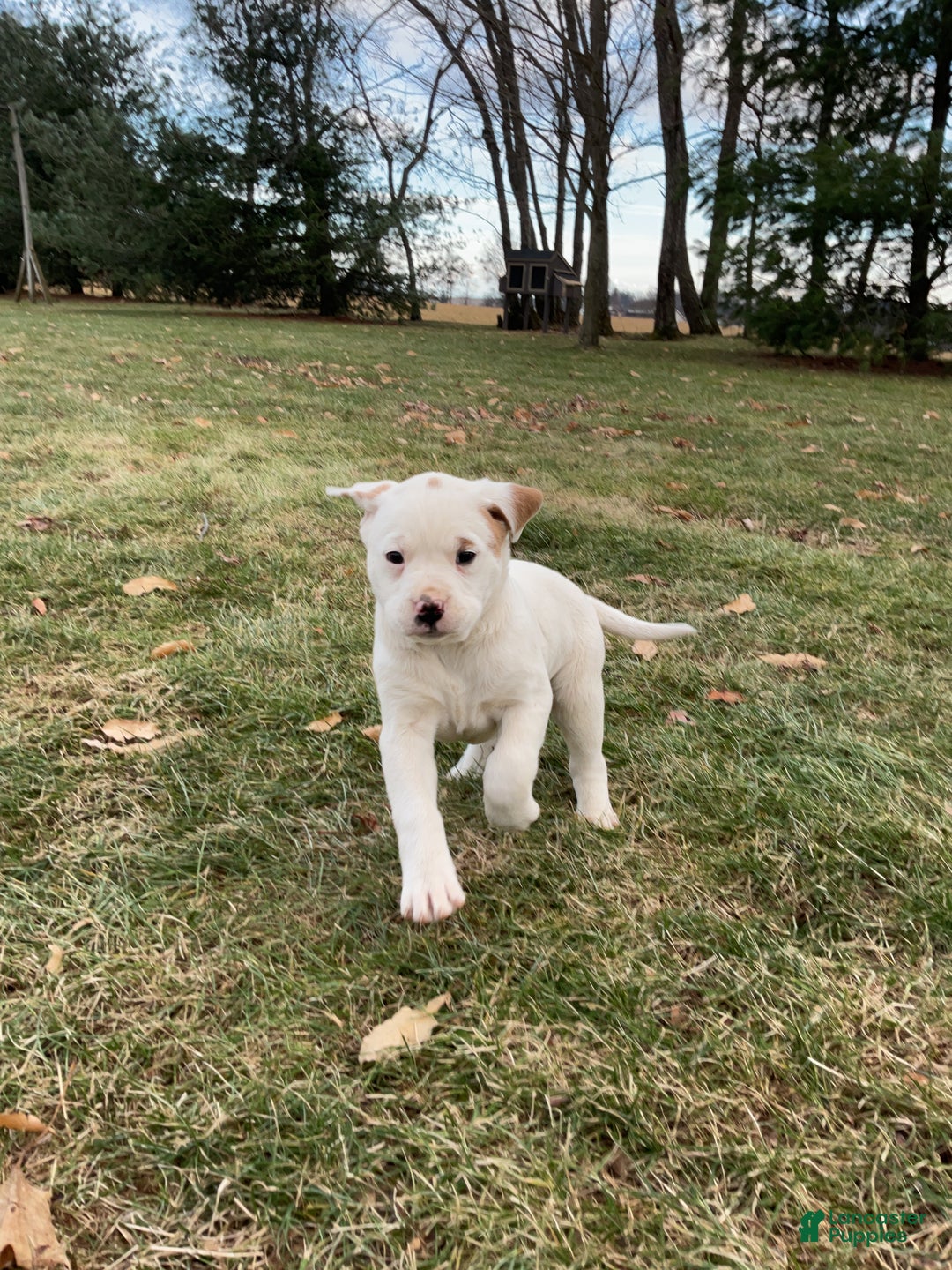 Mixed Breed dogs for sale: Stella - Ad 6