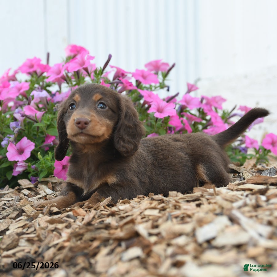 Miniature Dachshund dogs Ronald - Ad 2