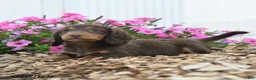 Miniature Dachshund dogs for sale: Ronald - Ad 2
