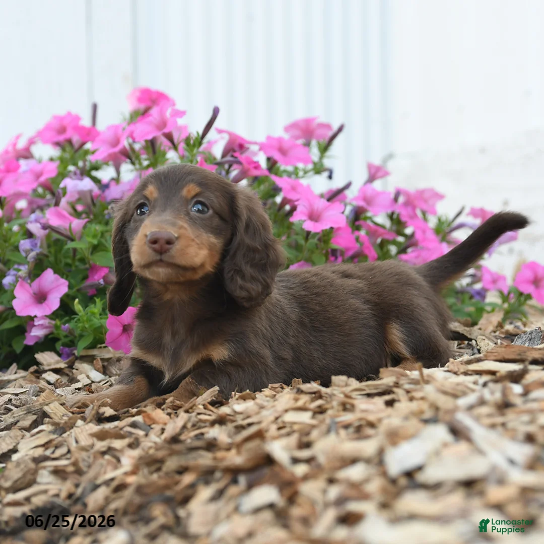 Miniature Dachshund dogs for sale: Ronald - Ad 2