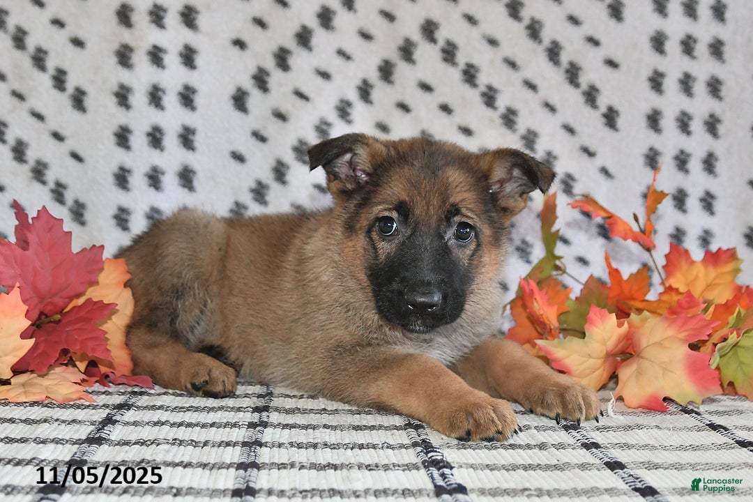 German Shepherd dogs for sale: Kandy - Ad 8