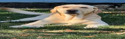 Labrador Retriever dogs for stud: Reed (6y stud) - Ad 5