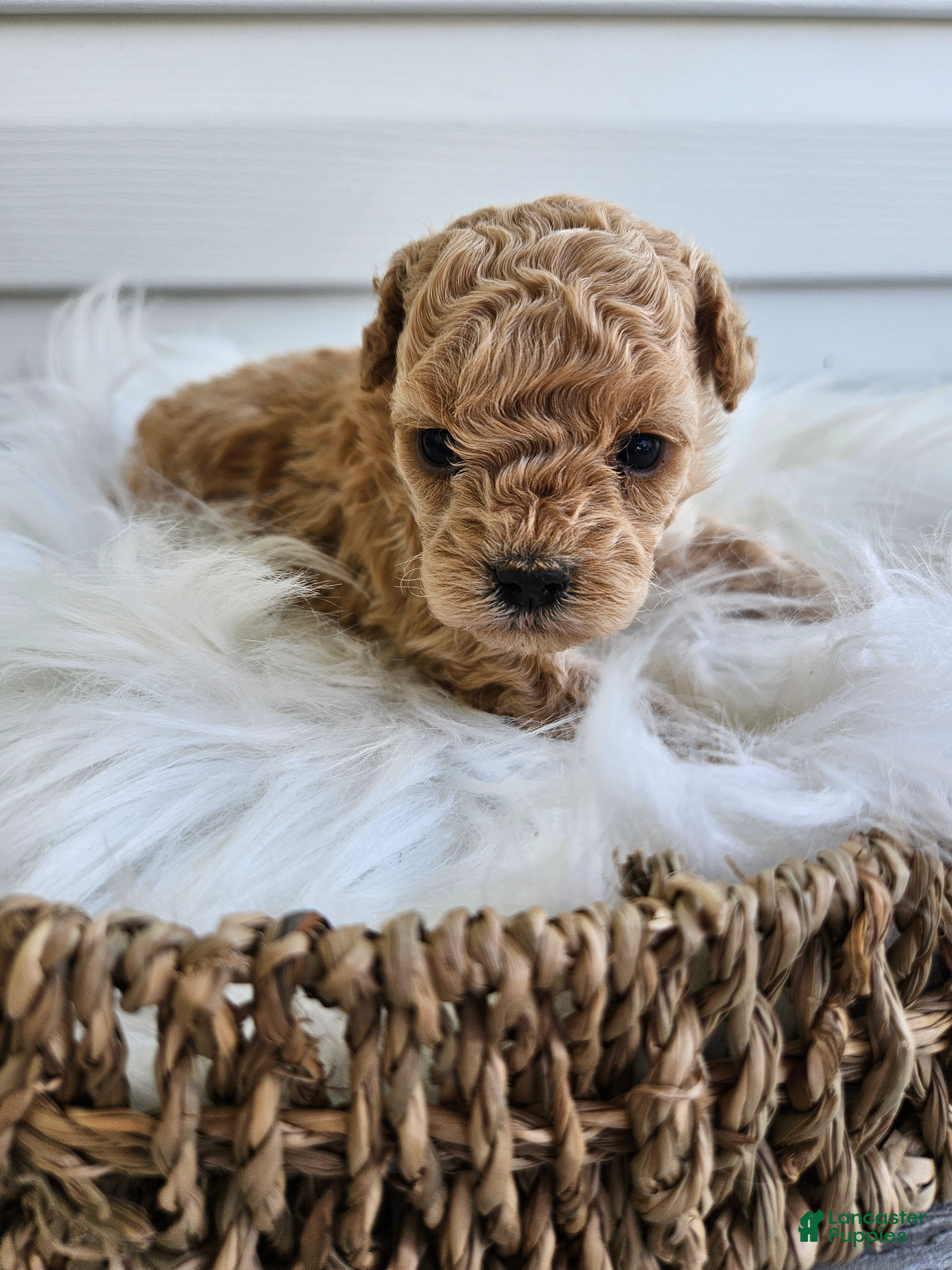 Cavapoo dogs Dexter - Ad 27