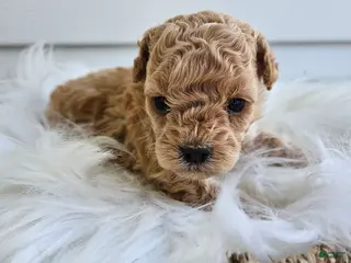 Cavapoo dogs Dexter - Ad 27