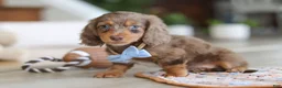 Miniature Dachshund dogs for sale: Champ - Ad 12