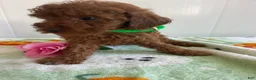 Miniature Poodle dogs for sale: Landon - Ad 1