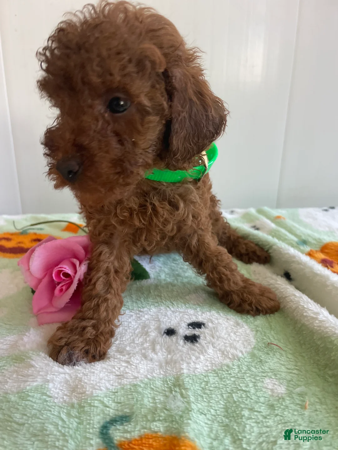 Miniature Poodle dogs for sale: Landon - Ad 1