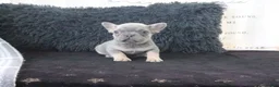 French Bulldog dogs for sale: Joy - Ad 4