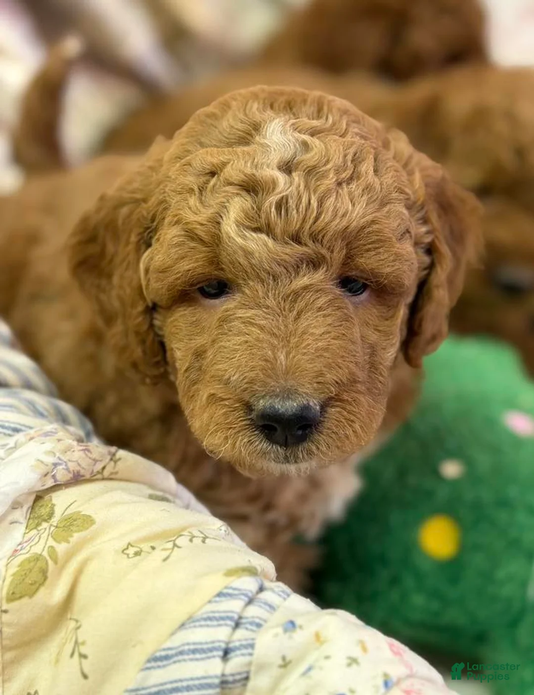 Mini Goldendoodle dogs for sale: Mini Goldendoodle Puppy 1 - Ad 5