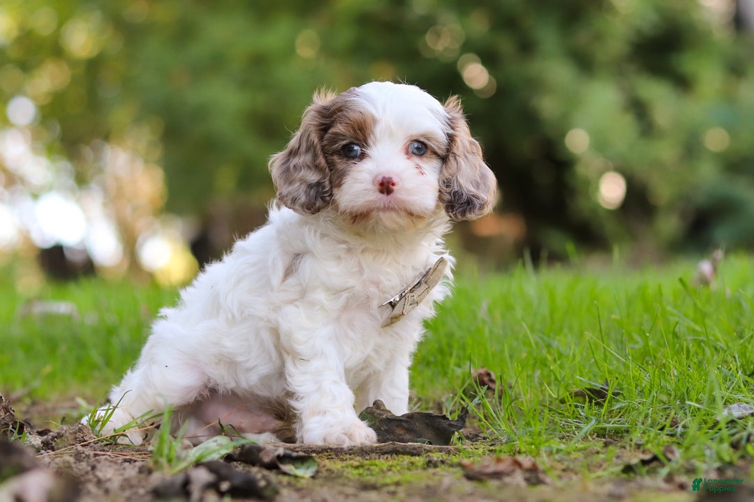 Cavapoo dogs for sale: Captain - Ad 12