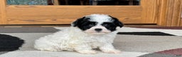 Havanese dogs for sale: Nathan - Ad 6