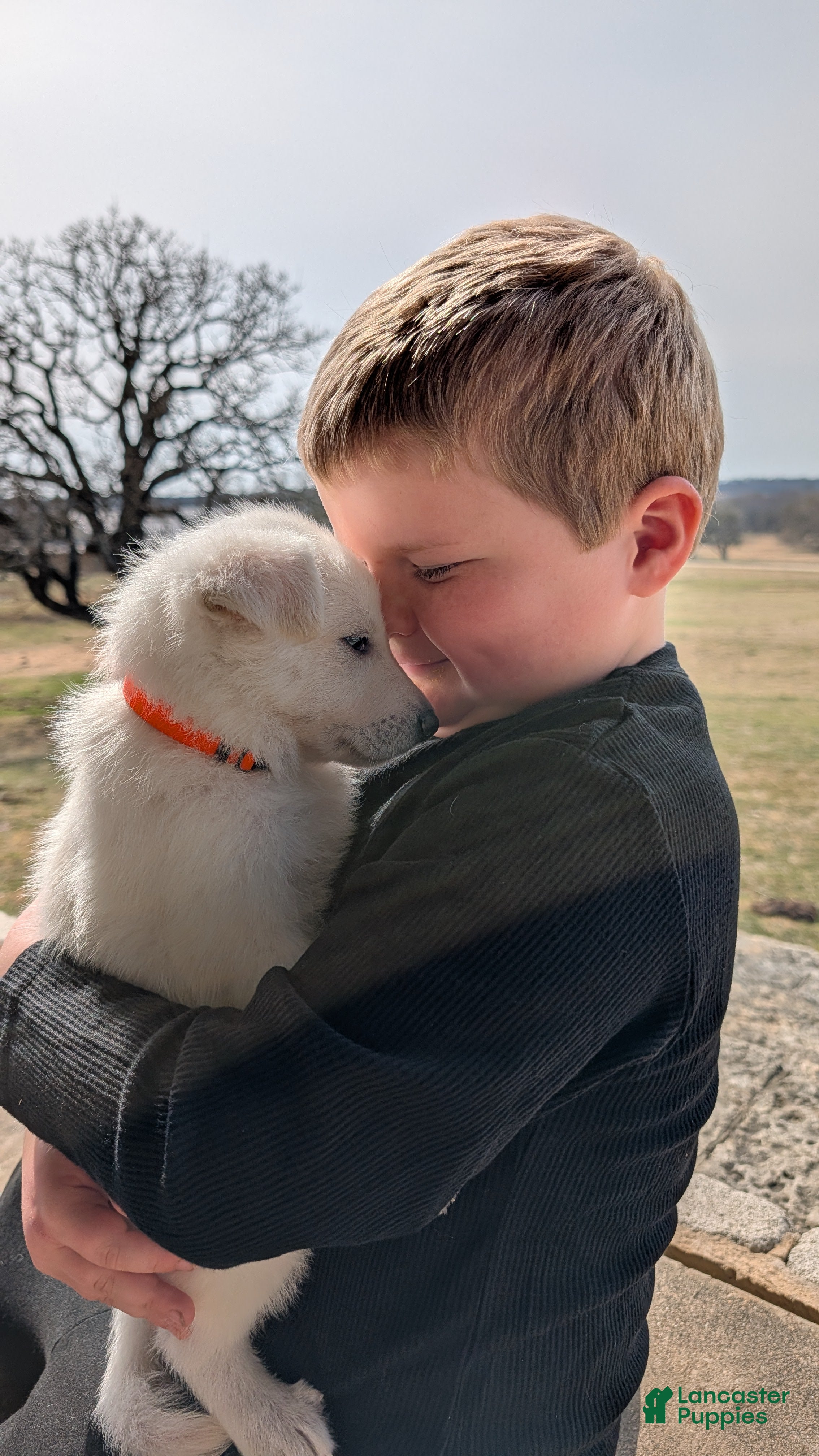 German Shepherd dogs Denali - Ad 1