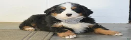 Bernese Mountain Dog dogs for sale: Gina - Ad 3