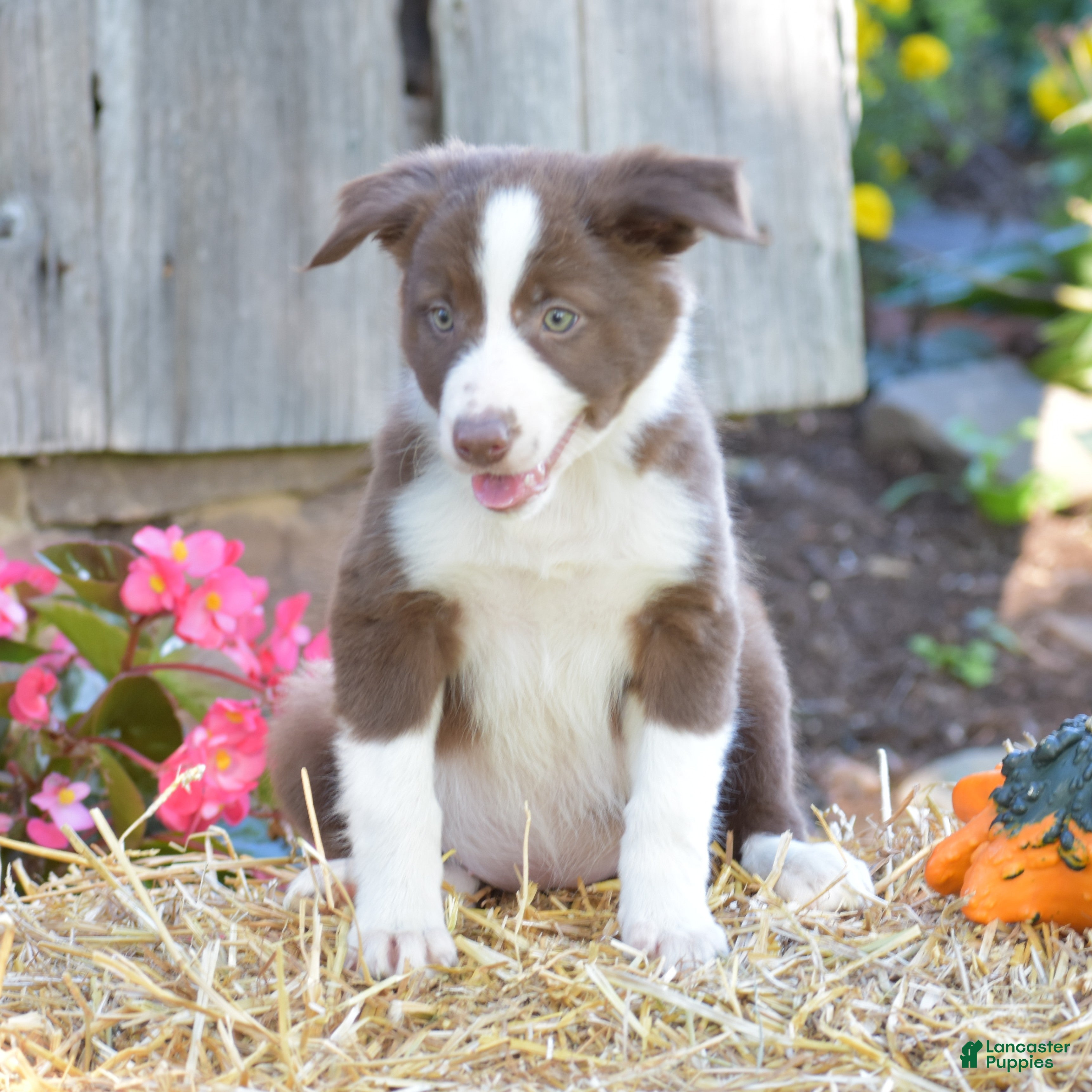 Border Collie dogs Tess - Ad 1