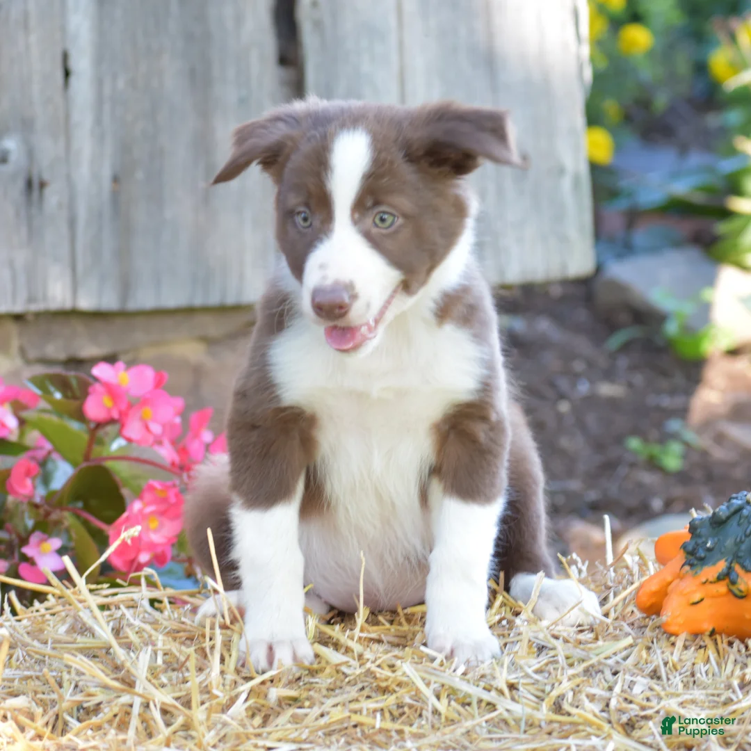 Border Collie dogs for sale: Tess - Ad 1