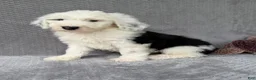 Sheepadoodle dogs for sale: Brooks - Ad 3