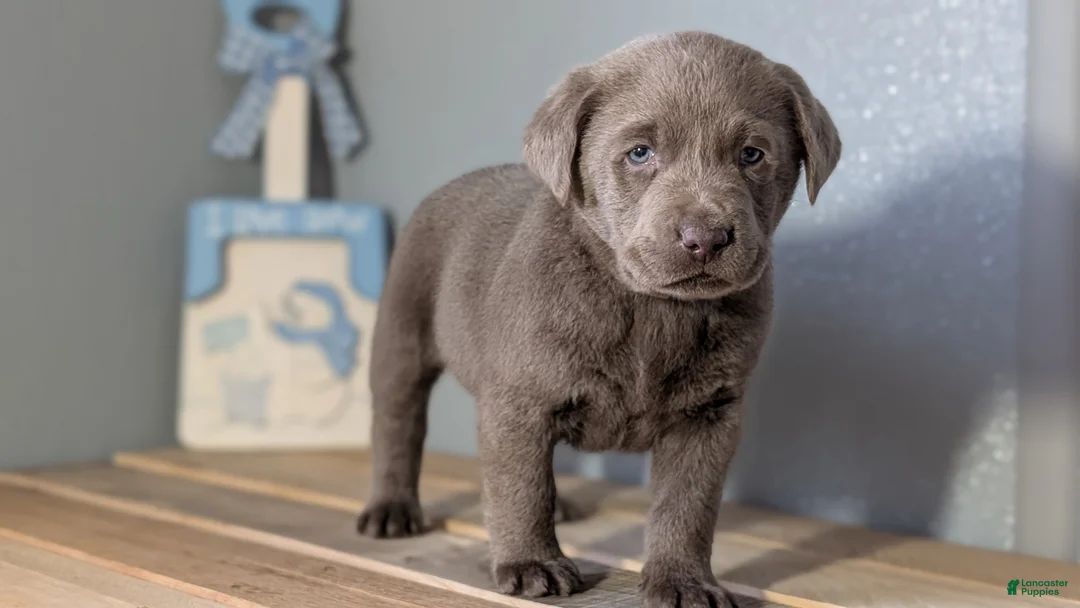 Labrador Retriever dogs for sale: Tyson - Ad 2