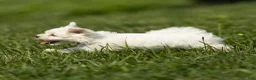 Maltese dogs for sale: Lincoln Maltese Puppy - Ad 4