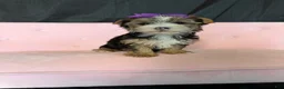 Yorkshire Terrier dogs for sale: Sweet Parti Girl Bambi - Ad 9